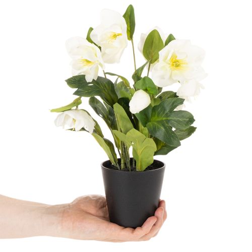 Artificial Christmas rose, potted plant, table decoration, 34cm | Floristik24.co.uk