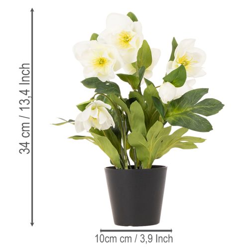 Artificial Christmas rose, potted plant, table decoration, 34cm | Floristik24.co.uk