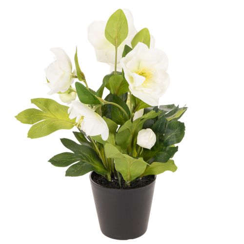 Artificial Christmas rose, potted plant, table decoration, 34cm | Floristik24.co.uk