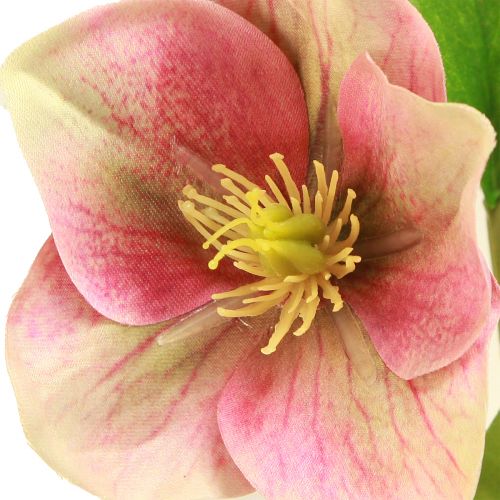 Product Elegant bouquet of pink Christmas roses – 35 cm 6 pcs.