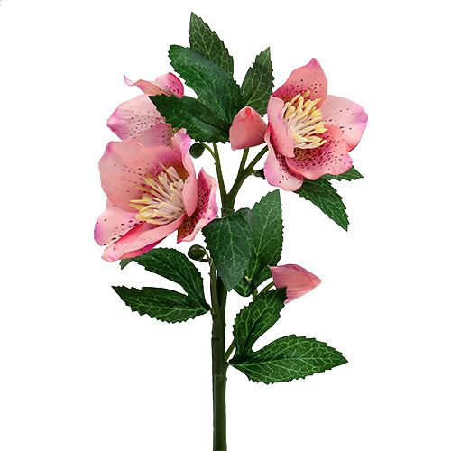 Floristik24 Christmas Rose Pink L22cm 1pc