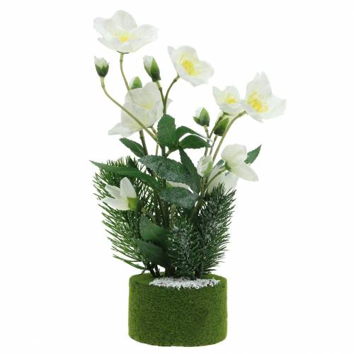 Floristik24 Christmas rose with fir tree and moss balls artificially snowed white 33cm