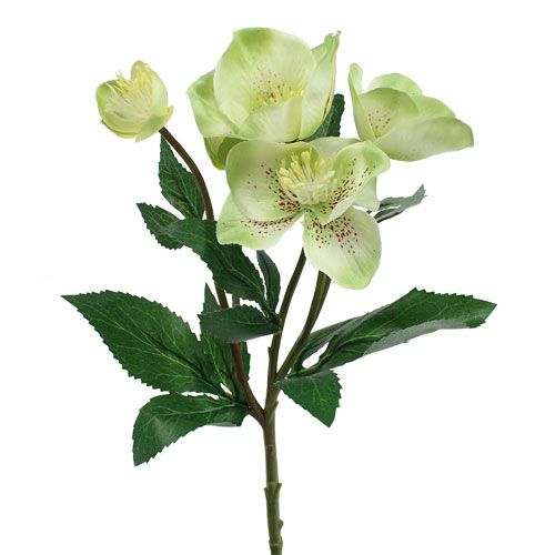 Christmas rose bush cream, green 28cm