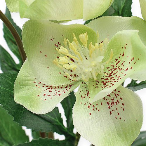 Floristik24 Christmas rose bush cream, green 28cm