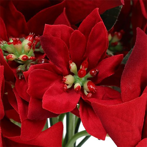 Floristik24 Christmas star in bunch red Ø18cm L30cm