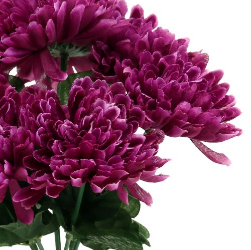 Product Chrysanthemum eggplant with 7 flowers