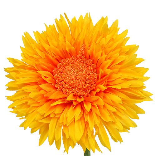 Floristik24 Chrysanthemum Teddy 63cm Golden Yellow