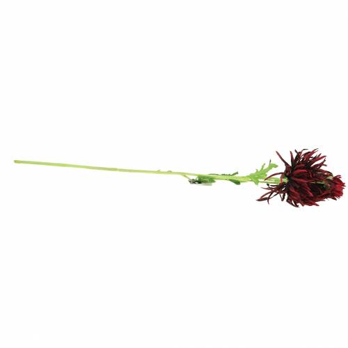 Floristik24 Chrysanthemum Dark Red 73cm