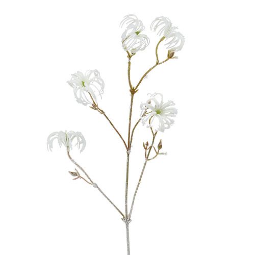 Floristik24 Clematis branch white flocked 62cm 3pcs