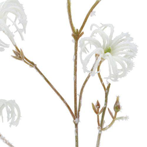 Floristik24 Clematis branch white flocked 62cm 3pcs