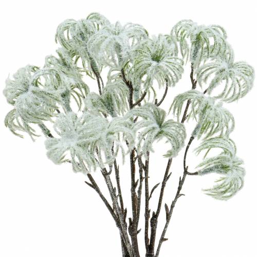 Product Clematis green with snow 43cm 3pcs