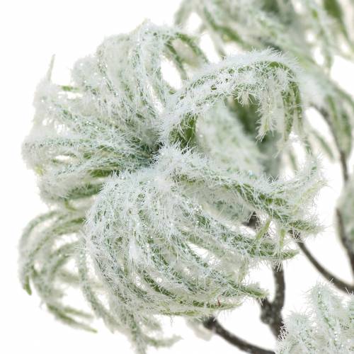 Product Clematis Green snowed 43cm 3 pcs