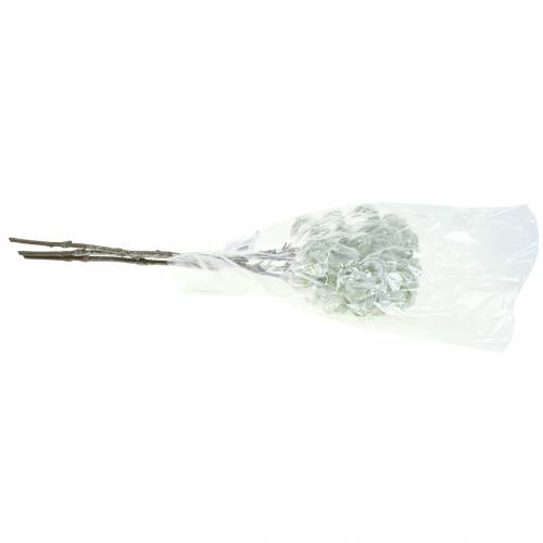 Product Clematis Green snowed 43cm 3 pcs