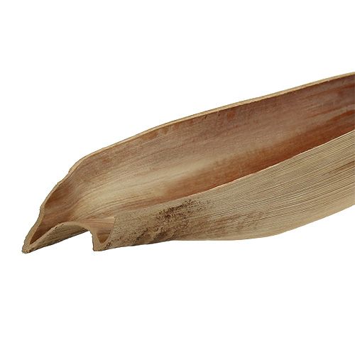 Floristik24 Coconut shell palm leaf 60-80cm nature