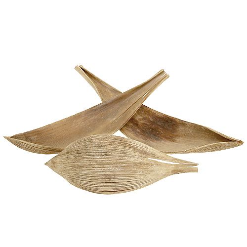 Product Coconut shells bleached coconut leaves 25 pcs