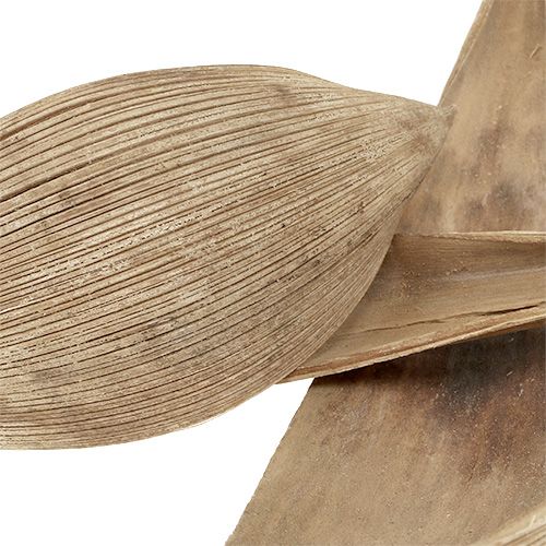Product Coconut shells bleached coconut leaves 25 pcs