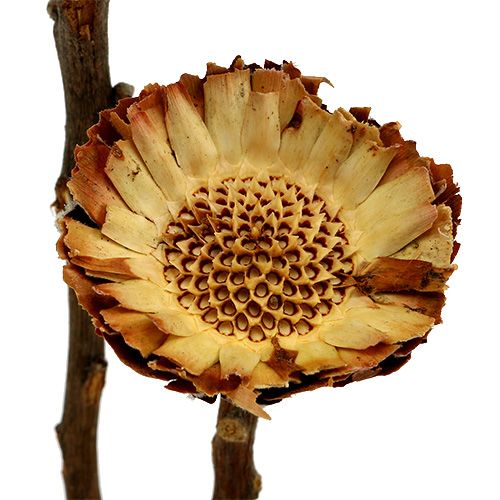 Product Compacta Rosette Light 50 pcs