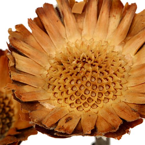 Product Compacta Rosette 100 pcs