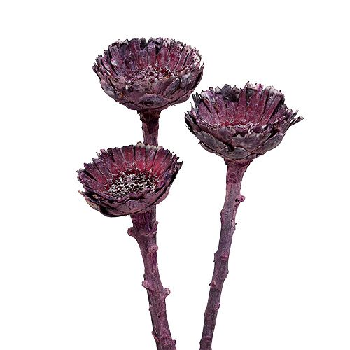 Compacta Rosette Frosted Blackberry 20 pcs