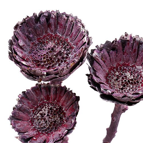 Product Compacta Rosette Blackberry frosted 20pcs