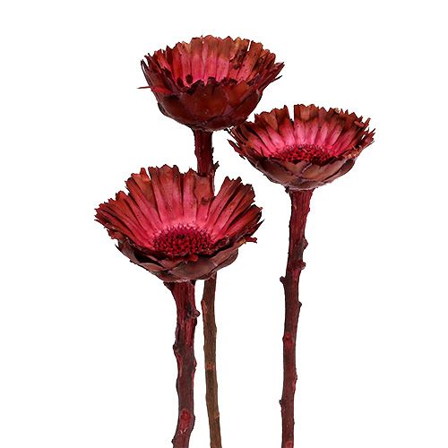 Product Compacta Rosette Erika 40 pcs