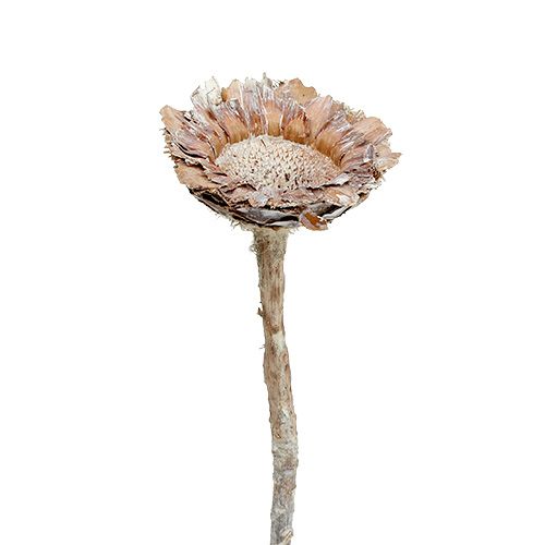 Floristik24 Coronata Rosette 25 pcs. White washed