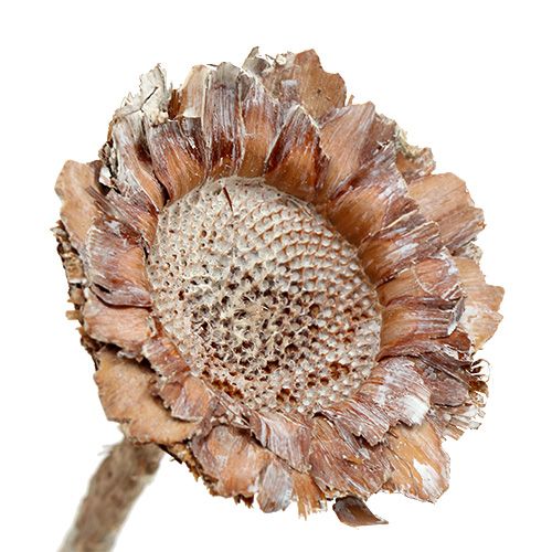Floristik24 Coronata Rosette 25 pcs. White washed