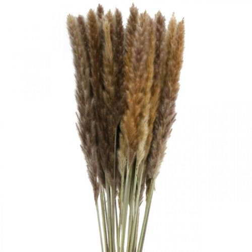 Floristik24 Dry grass pampas grass natural bunch 80cm