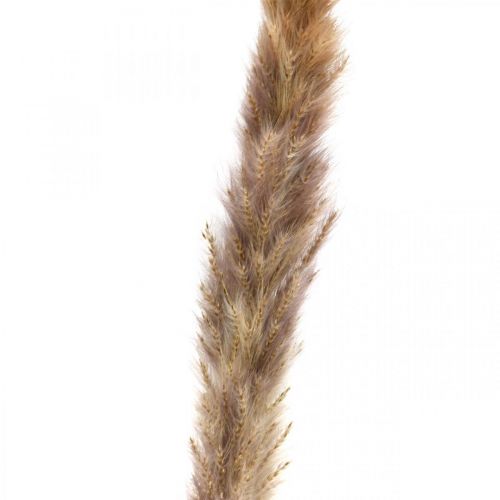 Product Dry grass pampas grass natural bunch 80cm