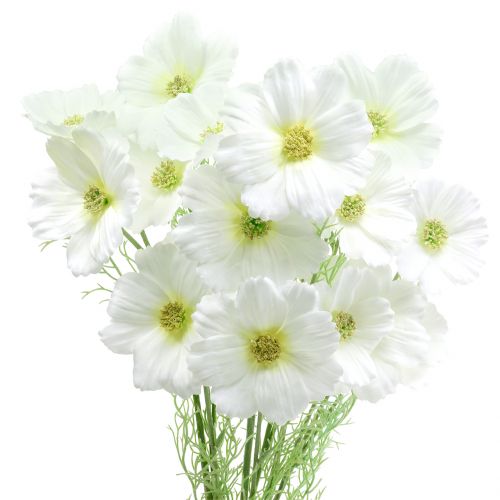 Floristik24 Cosmea white 77cm 3pcs