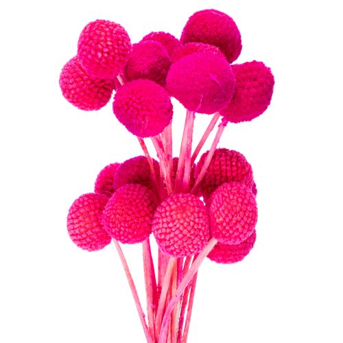 Craspedia Dry Flower Bundle for Arrangements 55cm 20 Stems Pink