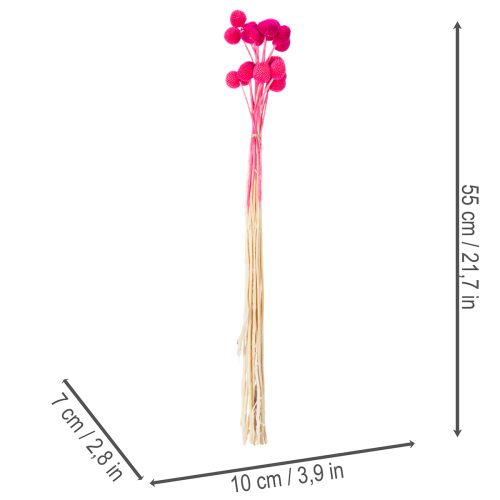 Craspedia Dry Flower Bundle for Arrangements 55cm 20 Stems Pink | Floristik24.co.uk