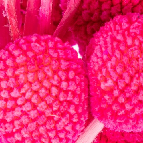 Craspedia Dry Flower Bundle for Arrangements 55cm 20 Stems Pink | Floristik24.co.uk