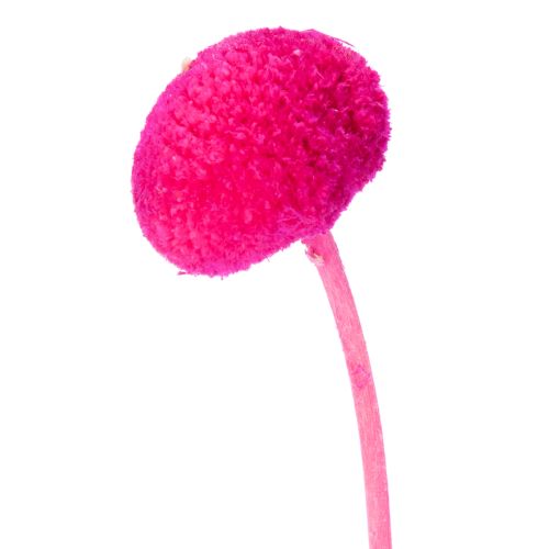 Craspedia Dry Flower Bundle for Arrangements 55cm 20 Stems Pink | Floristik24.co.uk