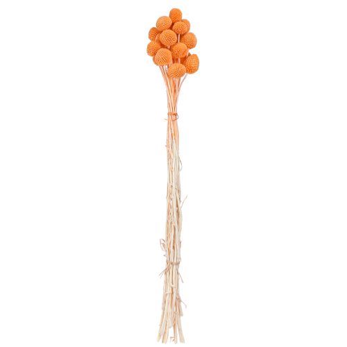 Product Dried Billy Buttons Craspedia Dyed Orange 50-55cm 20pcs