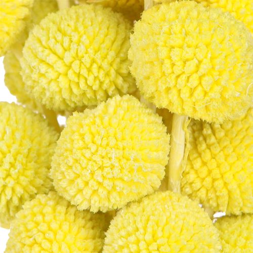 Product Dried Billy Buttons Craspedia Yellow-Green 50-55cm 20pcs