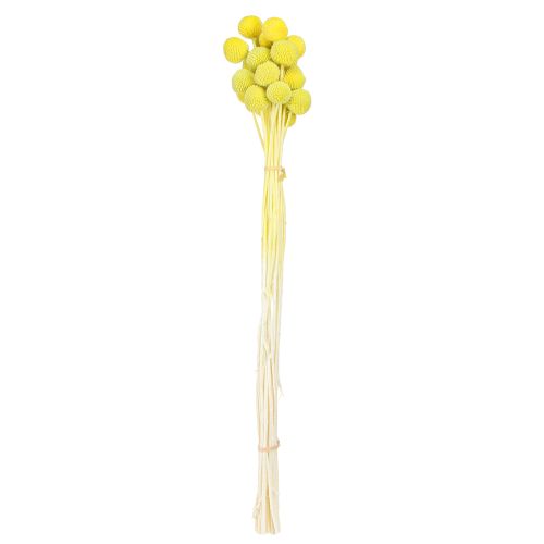 Product Dried Billy Buttons Craspedia Yellow-Green 50-55cm 20pcs