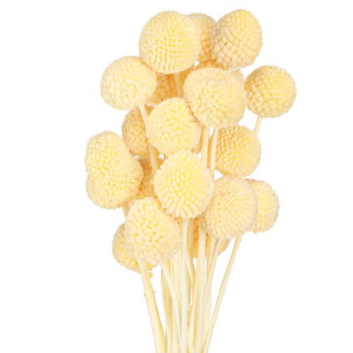 Product Dried Billy Buttons Craspedia Cream White 50-55cm 20pcs