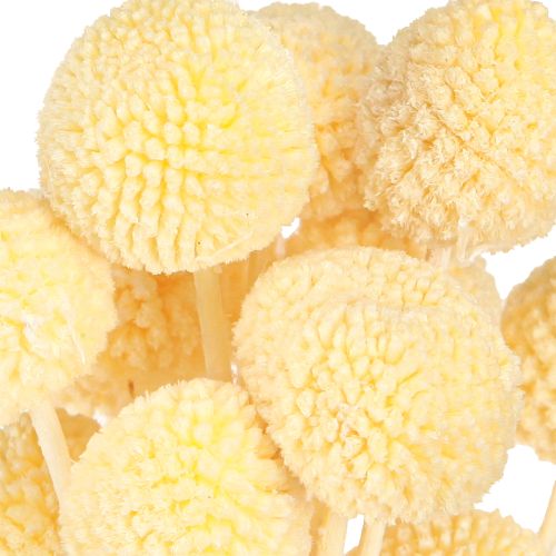 Product Dried Billy Buttons Craspedia Cream White 50-55cm 20pcs