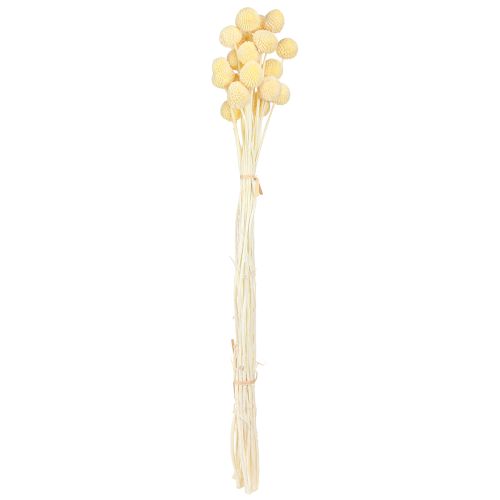 Product Dried Billy Buttons Craspedia Cream White 50-55cm 20pcs
