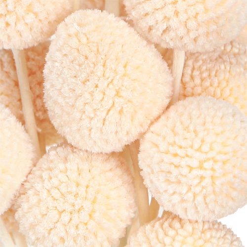 Product Dried Billy Buttons Craspedia Dyed Peach 50-55cm 20pcs