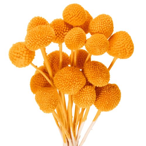 Craspedia Dried Flower Bouquet 55cm Orange 20 Stems