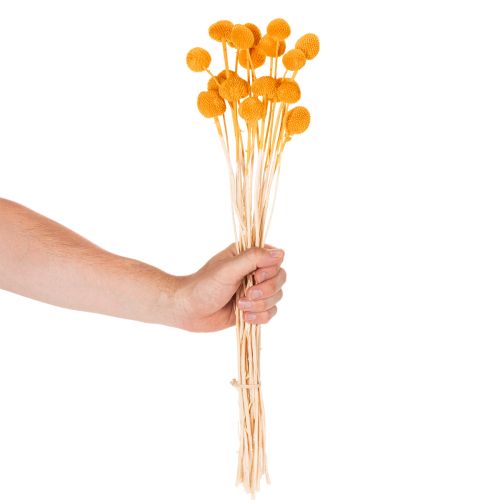Craspedia Dried Flower Bouquet 55cm Orange 20 Stems | Floristik24.co.uk