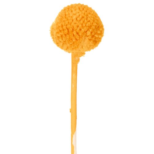 Craspedia Dried Flower Bouquet 55cm Orange 20 Stems | Floristik24.co.uk