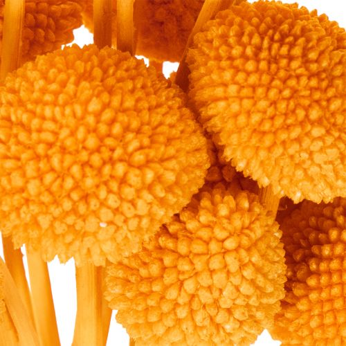 Craspedia Dried Flower Bouquet 55cm Orange 20 Stems | Floristik24.co.uk