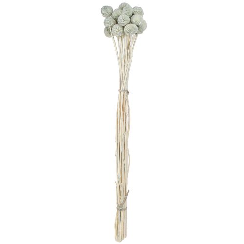 Product Billy Buttons Craspedia Dried Flowers Grey 50-55cm 20pcs