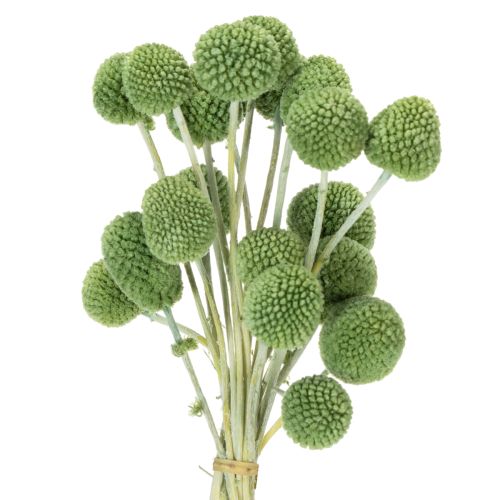 Dried Craspedia flower balls for stylish autumn decorations, 55cm, 20 pieces