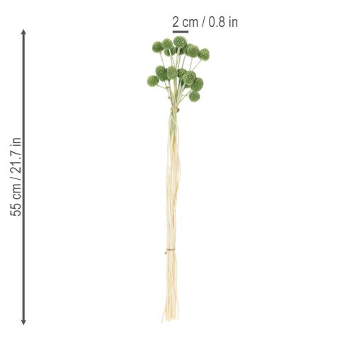 Product Dried Craspedia flower balls for stylish autumn decorations, 55cm, 20 pieces