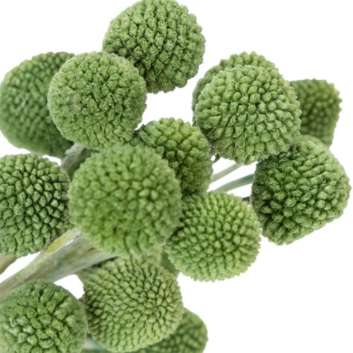 Product Dried Craspedia flower balls for stylish autumn decorations, 55cm, 20 pieces
