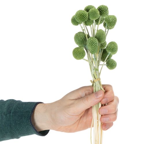 Product Dried Craspedia flower balls for stylish autumn decorations, 55cm, 20 pieces